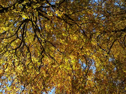 Goldenes Blätterdach